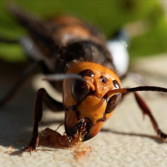 No confirmed reports of so-called 'murder hornets' in Ontario, despite social media posts